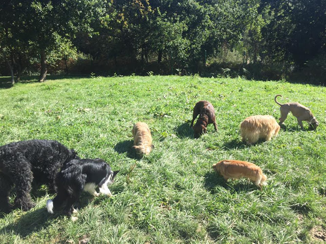 Negocio Kanoteka, Adiestramiento Canino