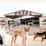 Kanykat - Hotel De Superlujo Para Perros Y Gatos - Residencia Canina 5 Estrellas – Guardería Canina en Alicante