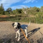 Karolina Wójcik Momentoperro - Educadora Canina – Guardería Canina en Illes Balears
