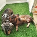 Kelpie Servicios Caninos – Guardería Canina en Burgos