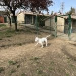 Kinder Pet Hotel – Guardería Canina en Pamplona