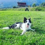 Kireba – Guardería Canina en Lezo