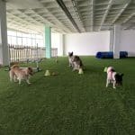 Kni2 Educacion Canina – Guardería Canina en Bilbao