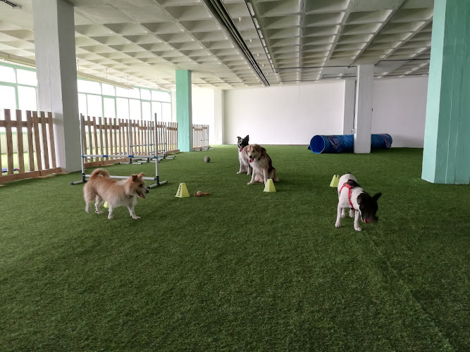 Kni2 Educacion Canina