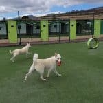 Koala Pets Home | Hotel Y Residencia Canina En Tenerife – Guardería Canina en Guía de Isora