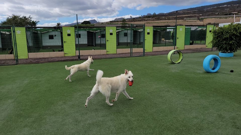 Negocio Koala Pets Home | Hotel Y Residencia Canina En Tenerife