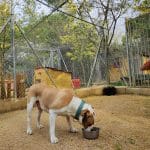 Kynoikos Residència Canina – Guardería Canina en Vilassar de Dalt