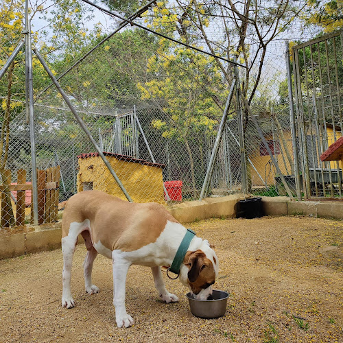 Kynoikos Residència Canina
