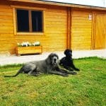La Casa Del Dogo – Guardería Canina en Don Rodrigo