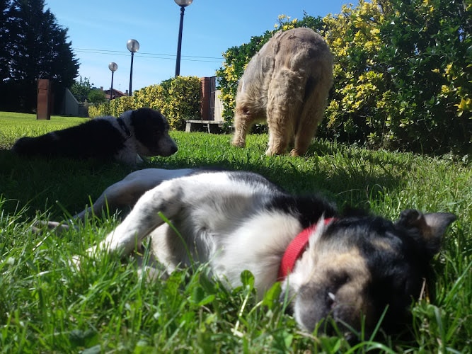 La Casa Del Perro