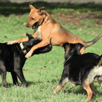 La Caseta Del Dolç – Guardería Canina en L'Hospitalet de Llobregat
