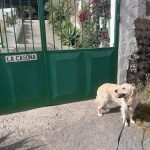 La Casona De Wendy – Guardería Canina en Arucas