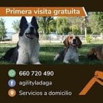 La Daga Educació I Residencia Canina – Guardería Canina en Sidamon