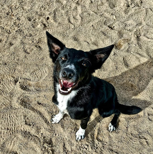 La Daga (Residència Canina)
