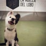 La Huella Del Lobo – Guardería Canina en Irun