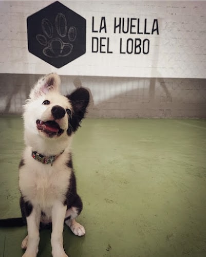 La Huella Del Lobo