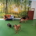 La Luxe – Guardería Canina en Bilbao