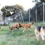 La Madriguera – Guardería Canina en Colmenarejo
