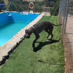 La Madriguera Del Lobo – Guardería Canina en Majadahonda