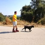 La Masia / Centro Canino La Masia – Guardería Canina en Can Massuet del Far