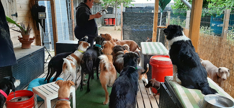 La Morera Del Kennel
