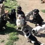 La Perroteca - Guardería Canina - Residencia De Perros Felices – Guardería Canina en Retiro