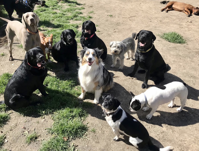 La Perroteca - Guardería Canina - Residencia De Perros Felices