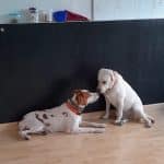 La Petucasa Guardería Canina – Guardería Canina en Fuencarral-El Pardo