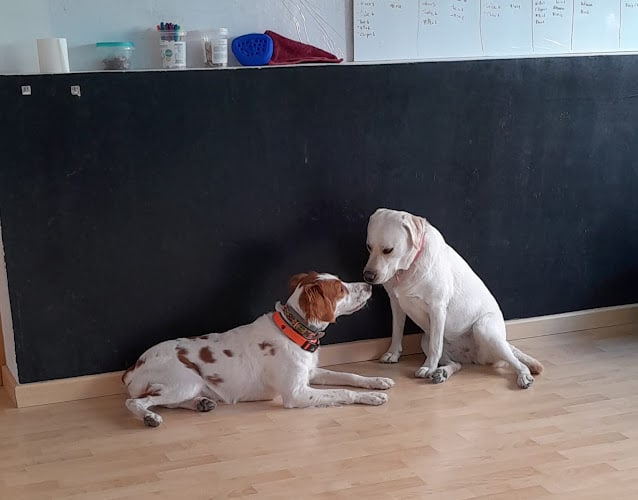La Petucasa Guardería Canina