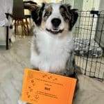 La Sonrisa Del Perro – Guardería Canina en Cdad. Lineal