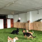 La Trufa - Educación Canina – Guardería Canina en Bilbao