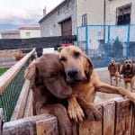 Las Huellitas De Alba – Guardería Canina en Palencia