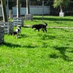 Las Mascotas De Ines Centro Canino – Guardería Canina en Alsasua