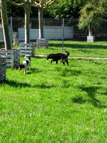 Negocio Las Mascotas De Ines Centro Canino