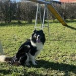 Leonidogs Agility Club – Guardería Canina en San Andrés del Rabanedo