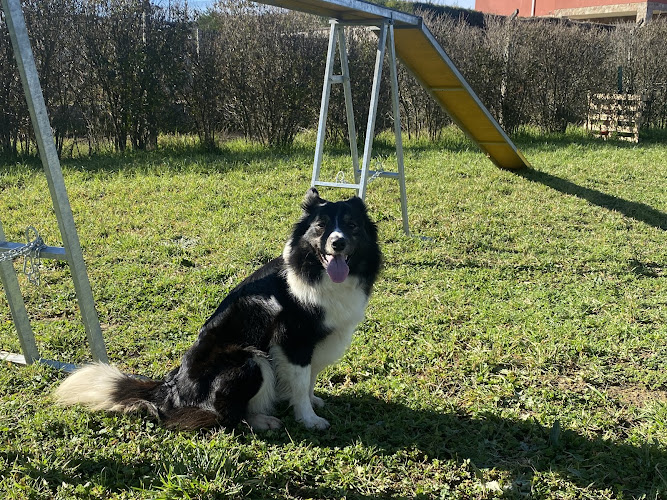 Negocio Leonidogs Agility Club