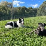 Leorpe Txakur-Katu Egoitza – Guardería Canina en Donostia