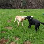 Let,S Play – Guardería Canina en Santullán