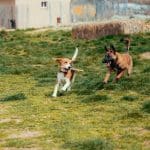 Libercan – Guardería Canina en Fuensaldaña