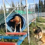 Lidercan – Guardería Canina en Tabernas