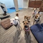 Lily's Pets Guardería Canina – Guardería Canina en Madrid