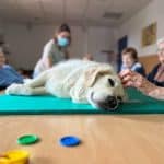 Link A Dogs - Teràpia Amb Gossos - Terapia Con Perros Tarragona - Educación Canina Y Adiestramiento – Guardería Canina en Tarragona