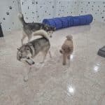 Llar Canina – Guardería Canina en Sarrià-Sant Gervasi