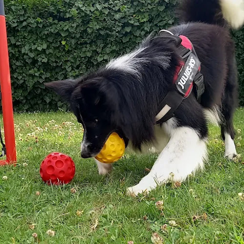 Negocio Lolitos Cuidado Canino