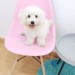 Love Pets Peluquería Y Guardería Canina – Guardería Canina en Valencia