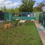 Luan Residencia Canina – Guardería Canina en Cubillos del Sil