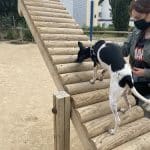 Lucky Dog Training – Guardería Canina en Chamberí