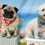 Lucy's Dogs – Guardería Canina en Manacor