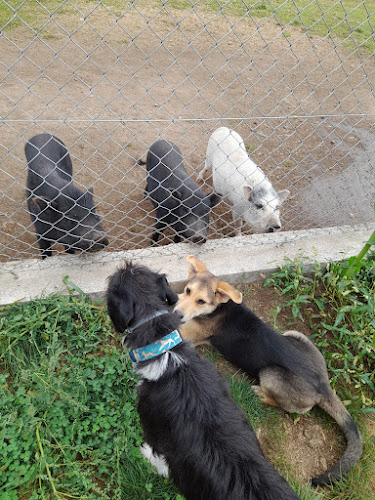 Luscofusco Residencia Canina
