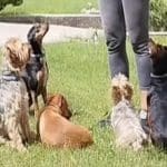 Maestra Canina – Guardería Canina en Salamanca
